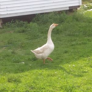 Meet your Posher, Thomas